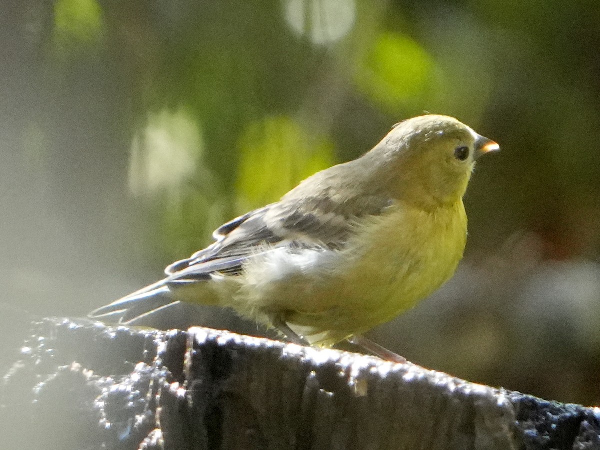 Lesser Goldfinch - ML622141562