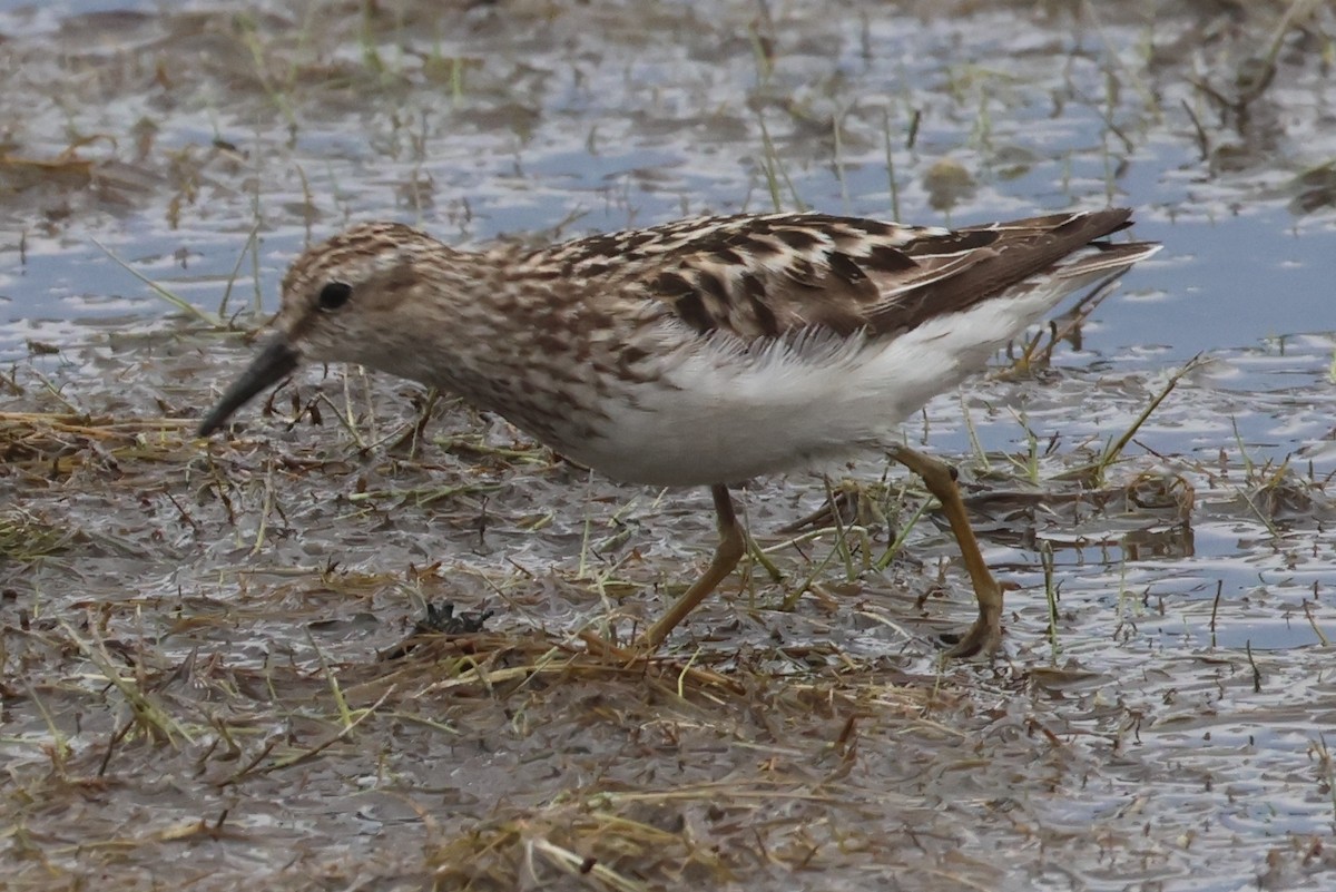 Least Sandpiper - ML622141567