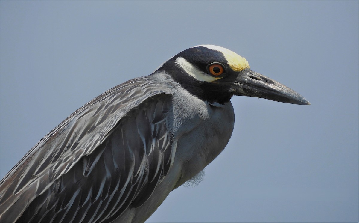 Yellow-crowned Night Heron - Russlyn M