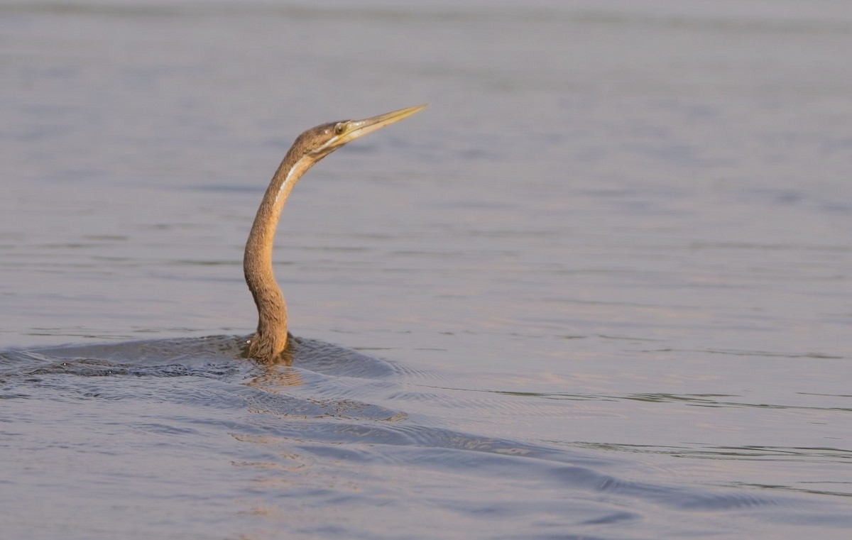 African Darter - ML622141571