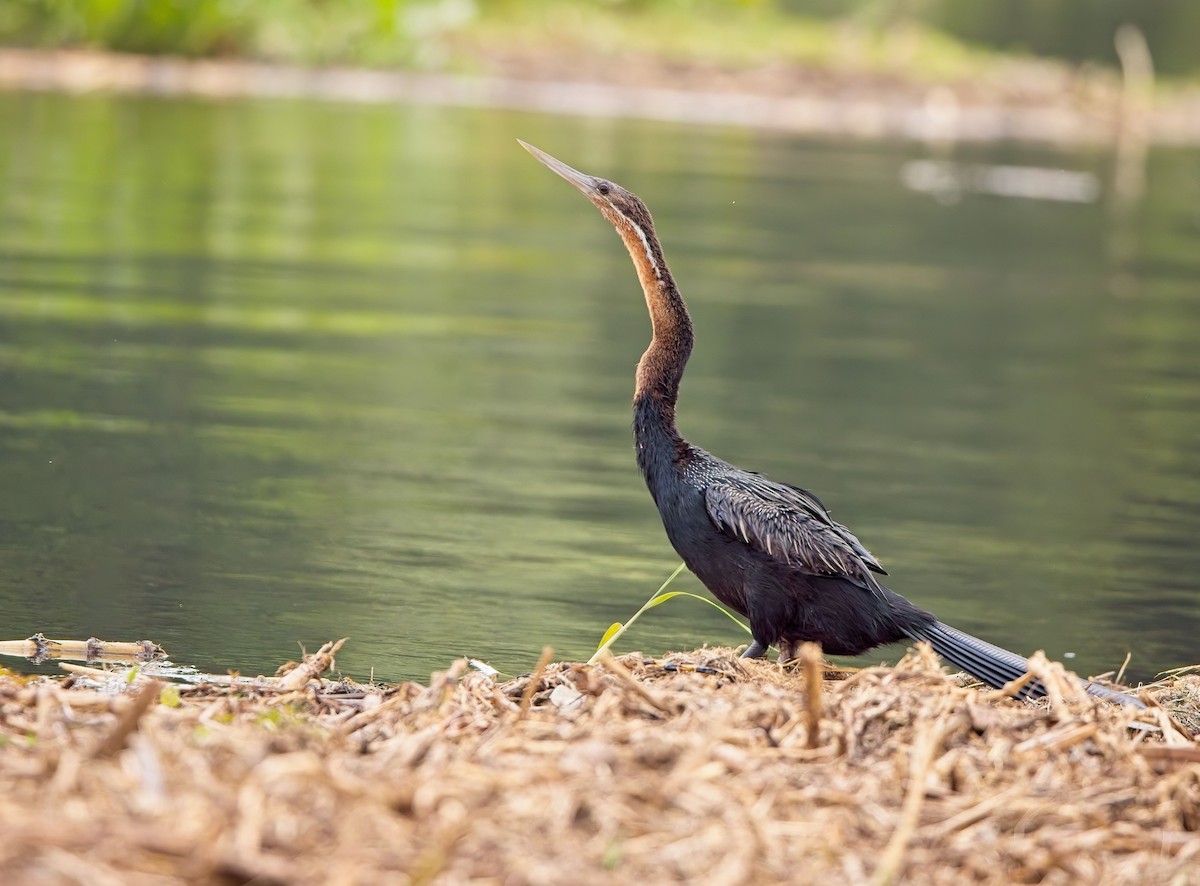 African Darter - ML622141572