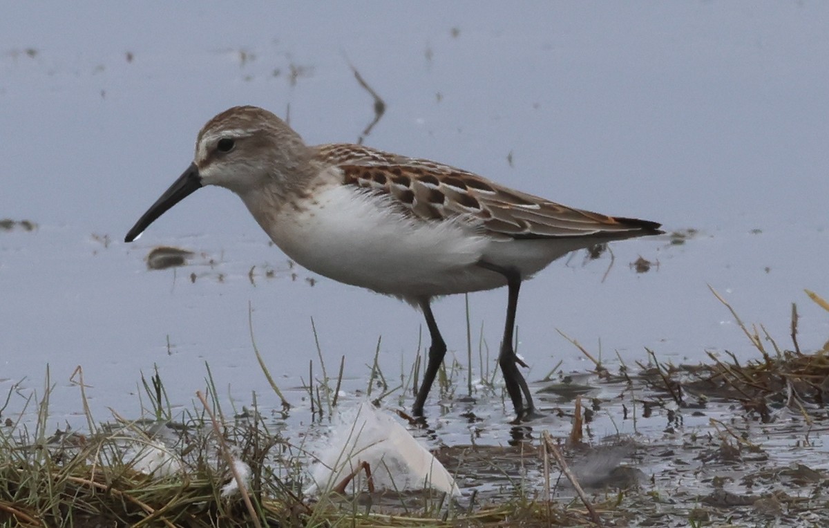 Western Sandpiper - Jim Parker