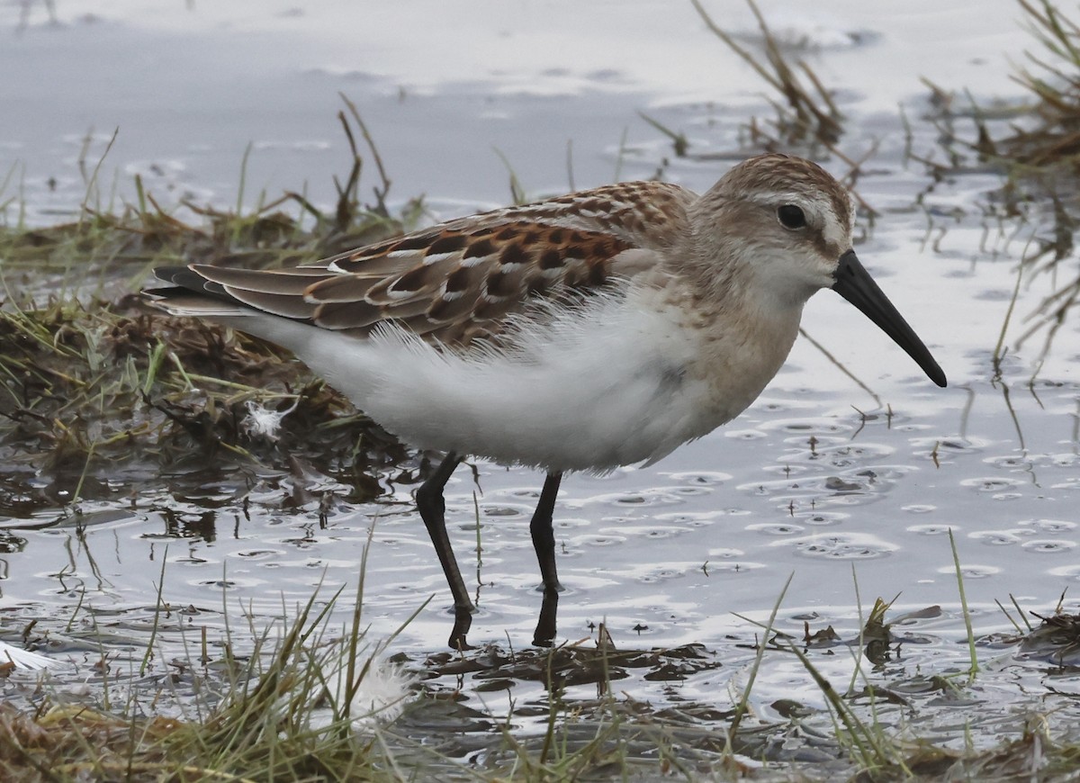 Western Sandpiper - ML622141574