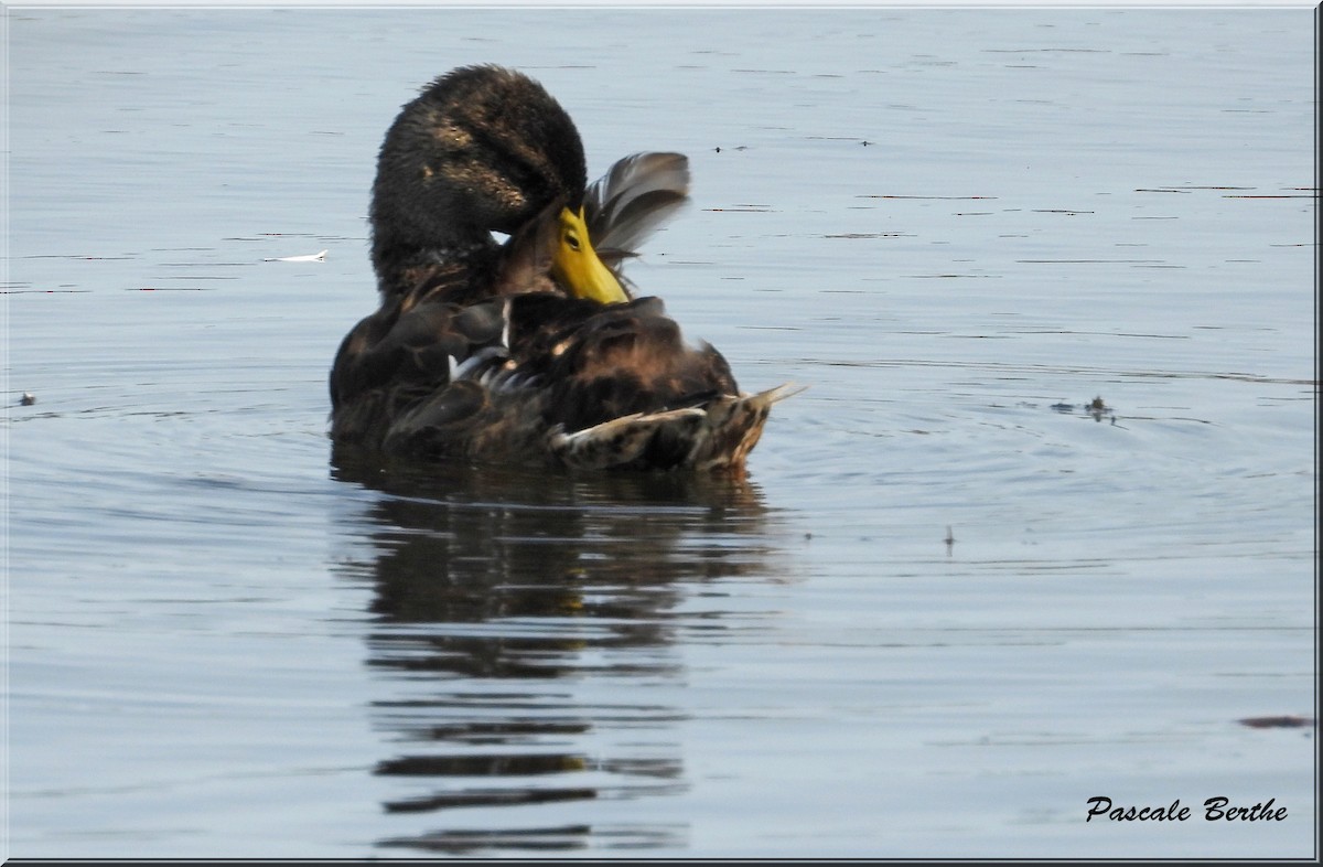 American Black Duck - Pascale Berthe