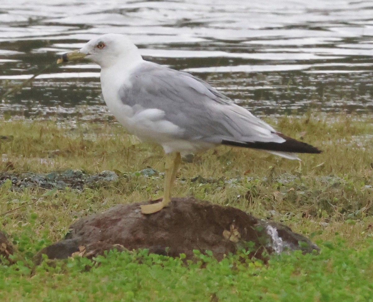 Ring-billed Gull - ML622141586