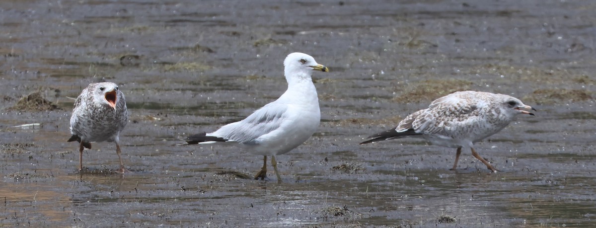 Ring-billed Gull - ML622141587