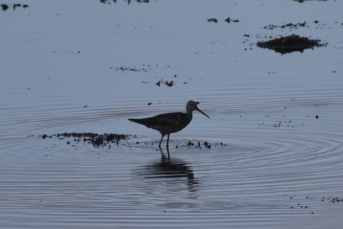 Greater Yellowlegs - ML622141588