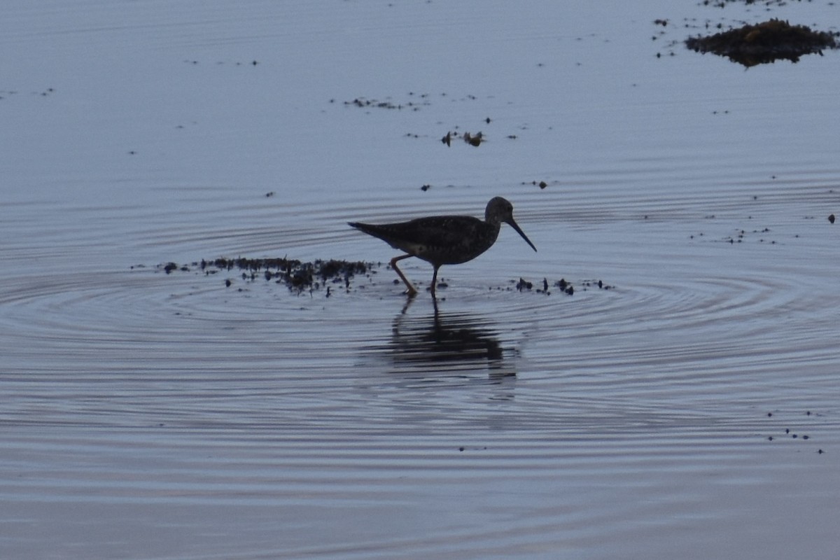 Greater Yellowlegs - ML622141589