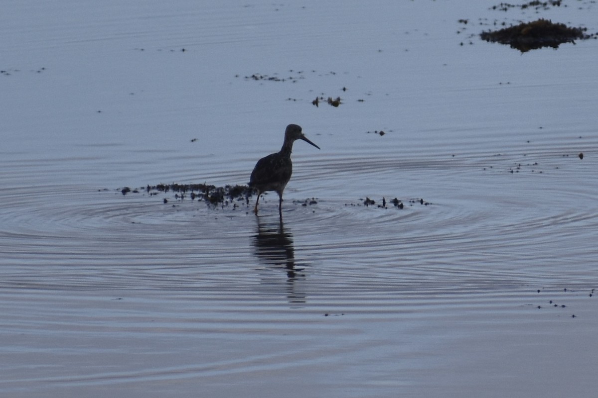 Greater Yellowlegs - ML622141590