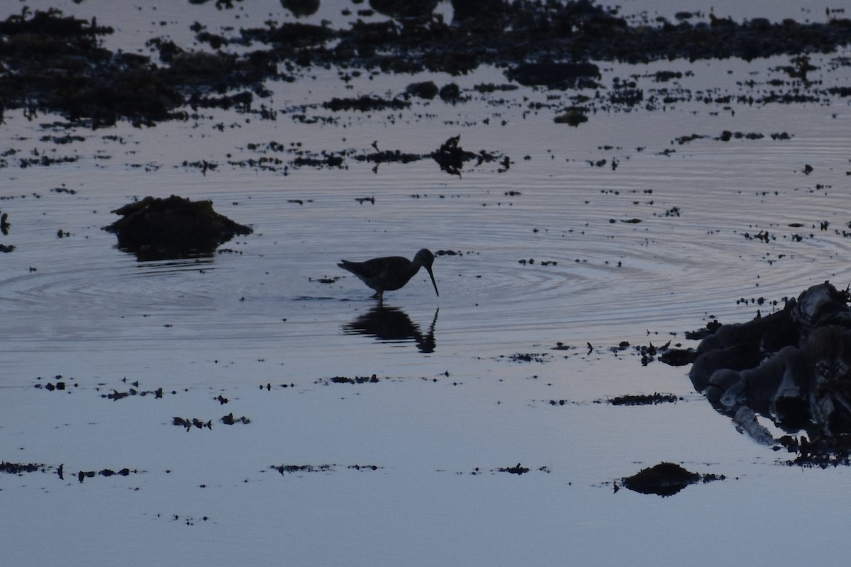 Greater Yellowlegs - ML622141591