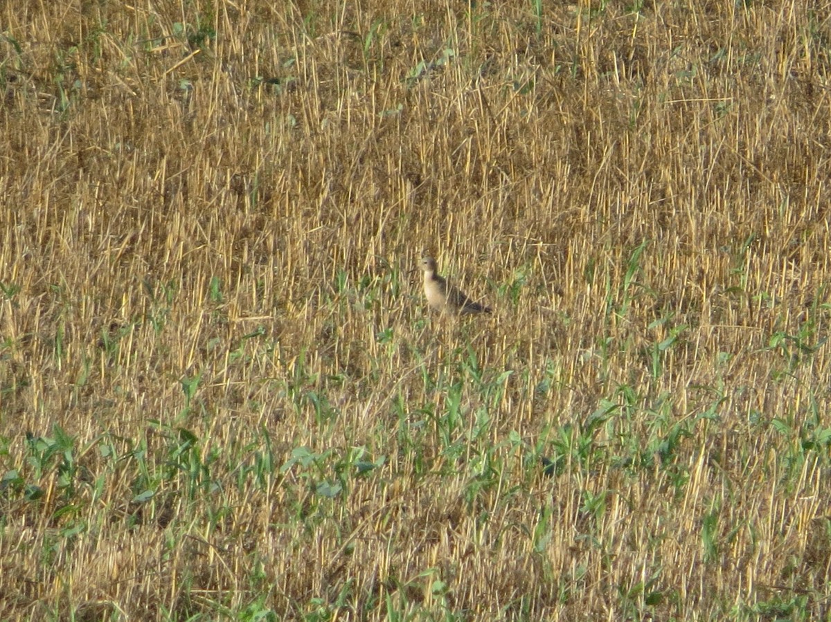 Buff-breasted Sandpiper - ML622141592