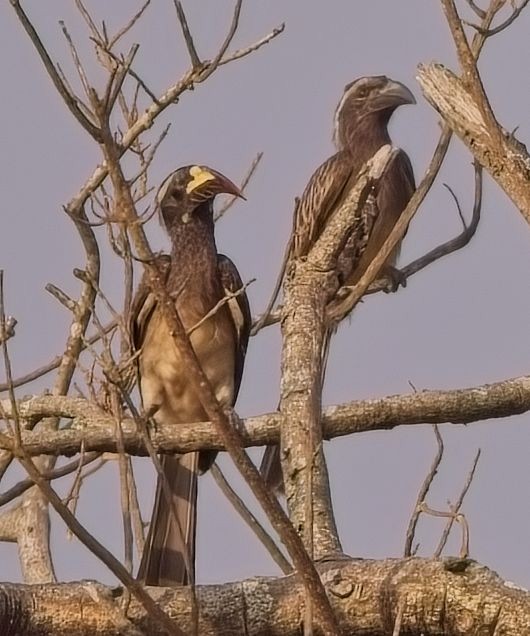 African Gray Hornbill - ML622141594