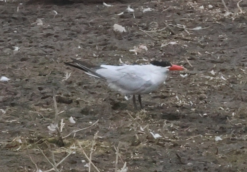 Caspian Tern - ML622141595