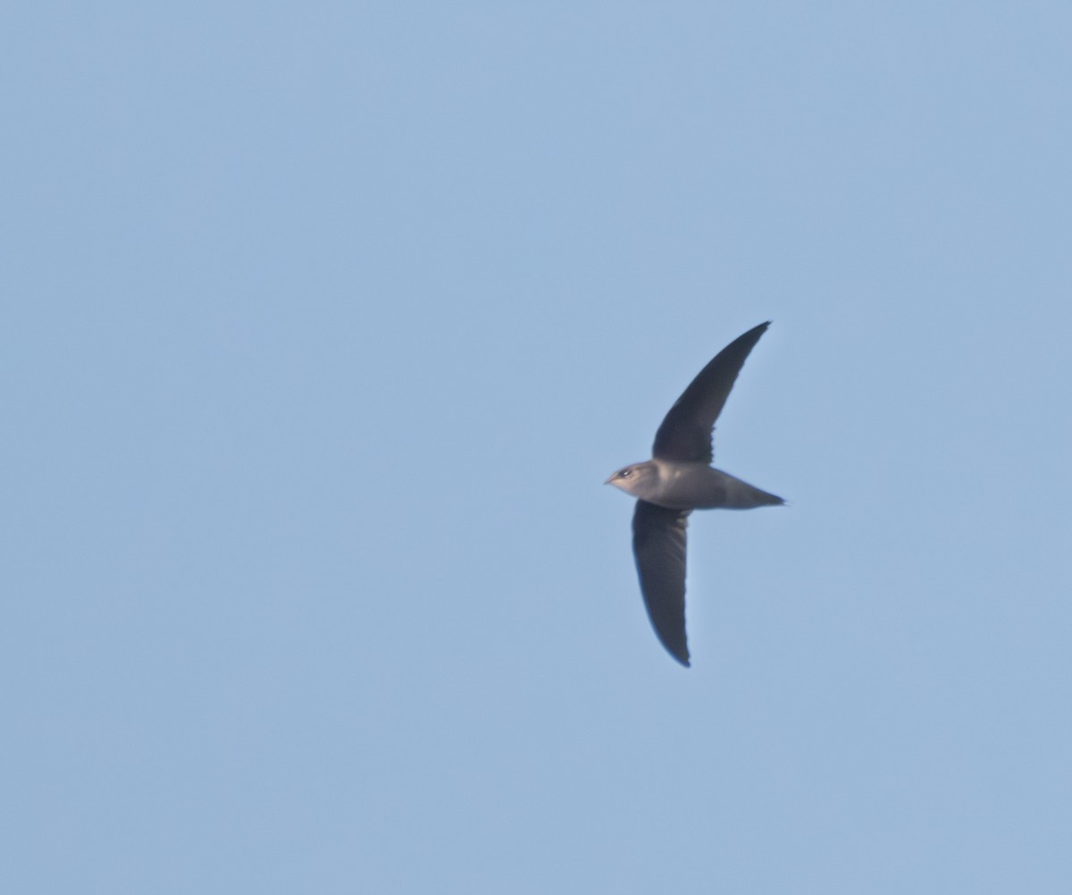 Chimney Swift - ML622141598