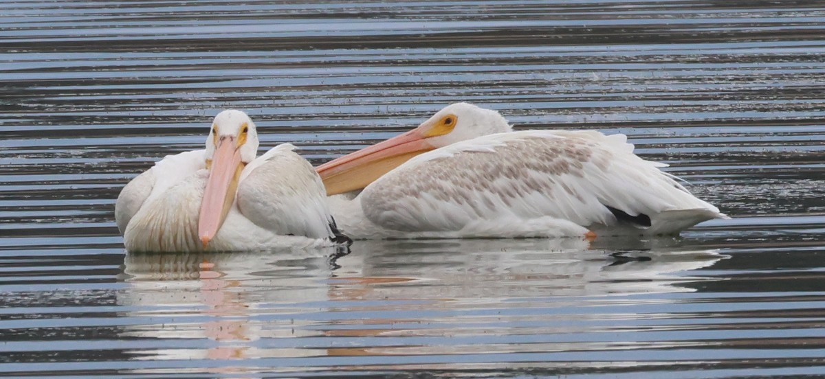 American White Pelican - ML622141599