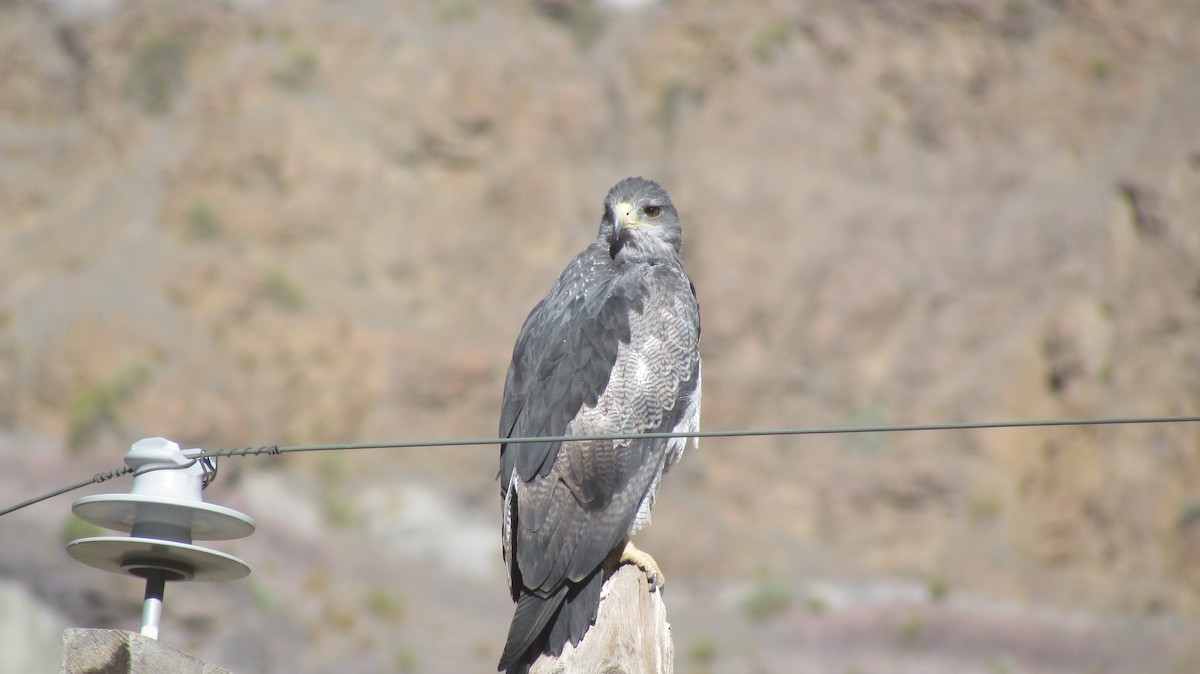 Black-chested Buzzard-Eagle - ML622141600