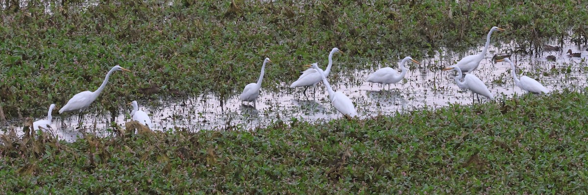 Great Egret - ML622141602