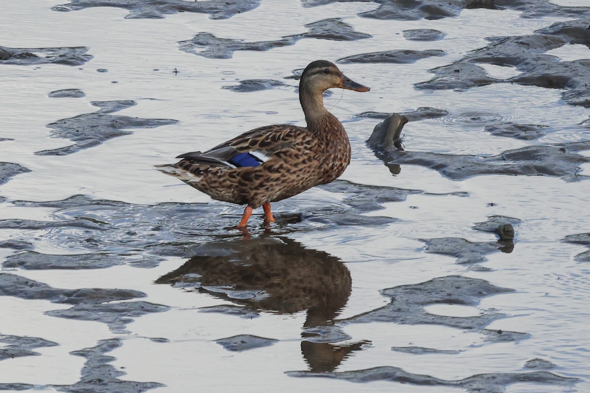 Mallard - Phil Kenny