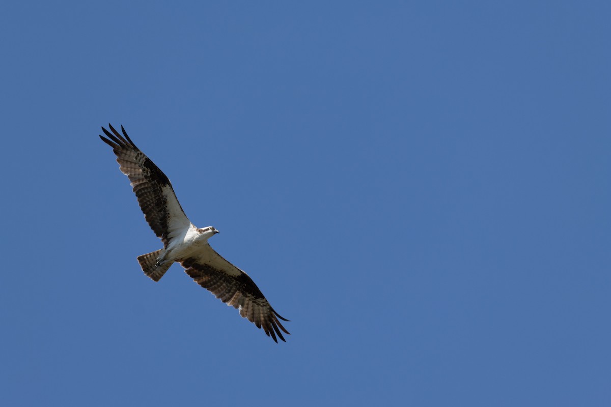 Osprey - David Lonardi