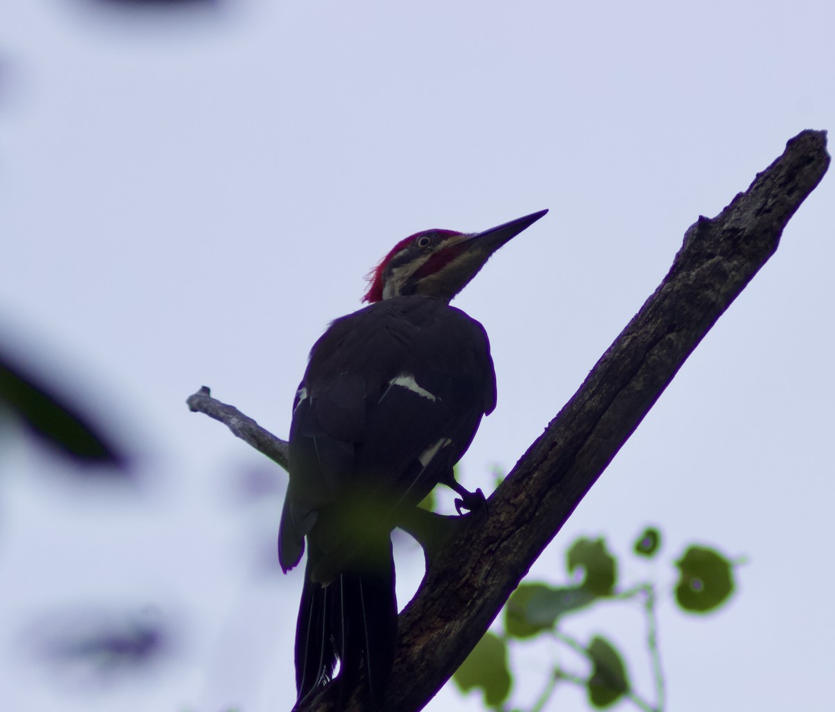 Pileated Woodpecker - ML622141638