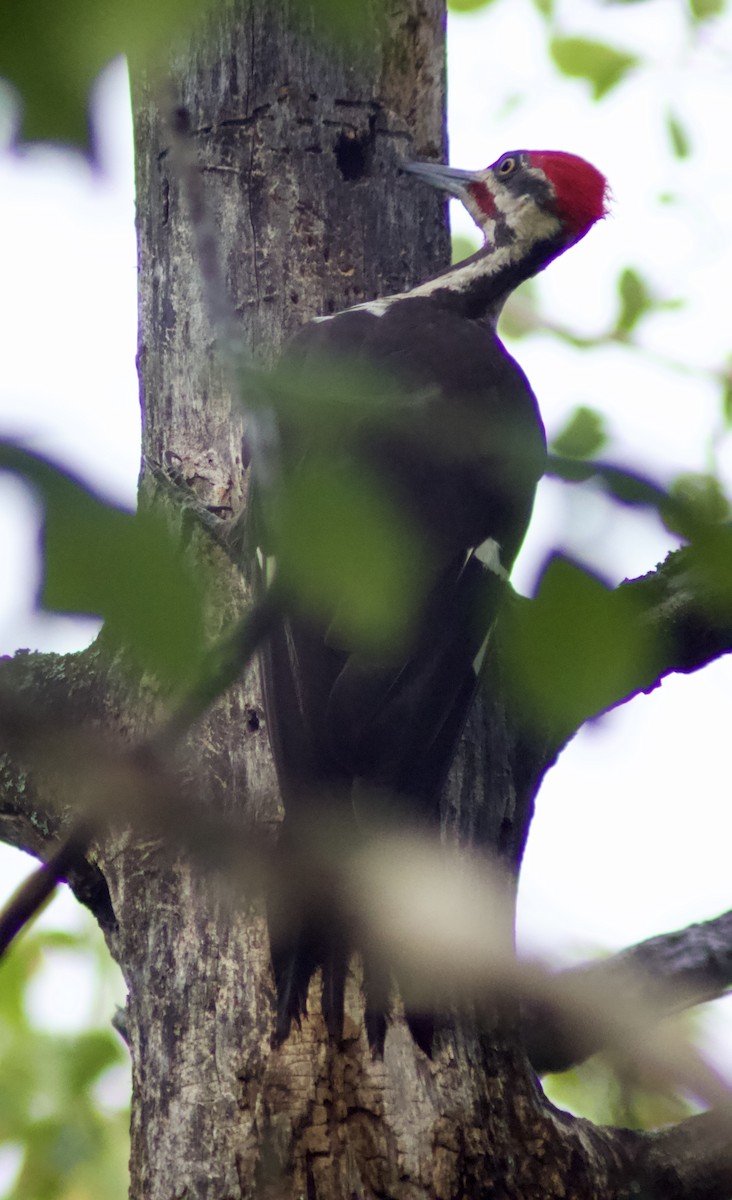 Pileated Woodpecker - Zakary L’Abbé-Larivière