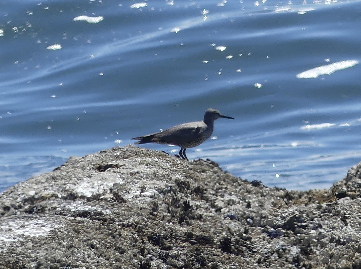 Wandering Tattler - ML622141643