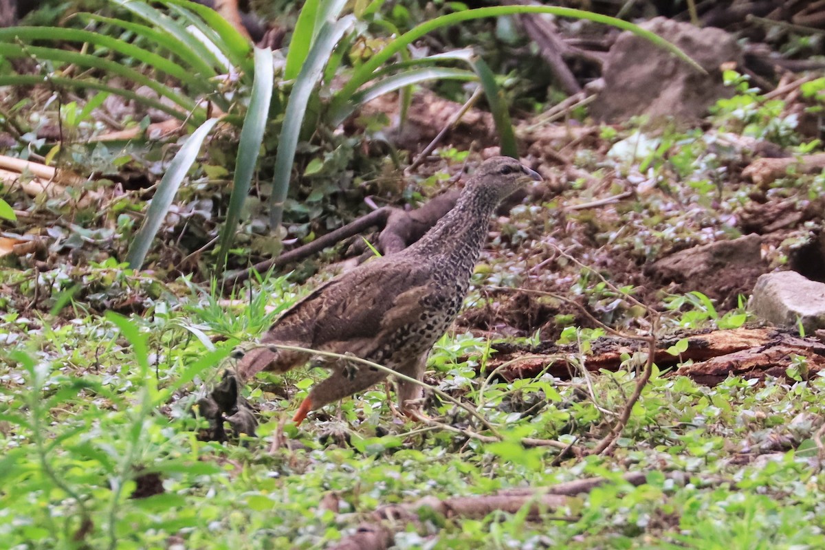 Hildebrandt's Spurfowl - ML622141644