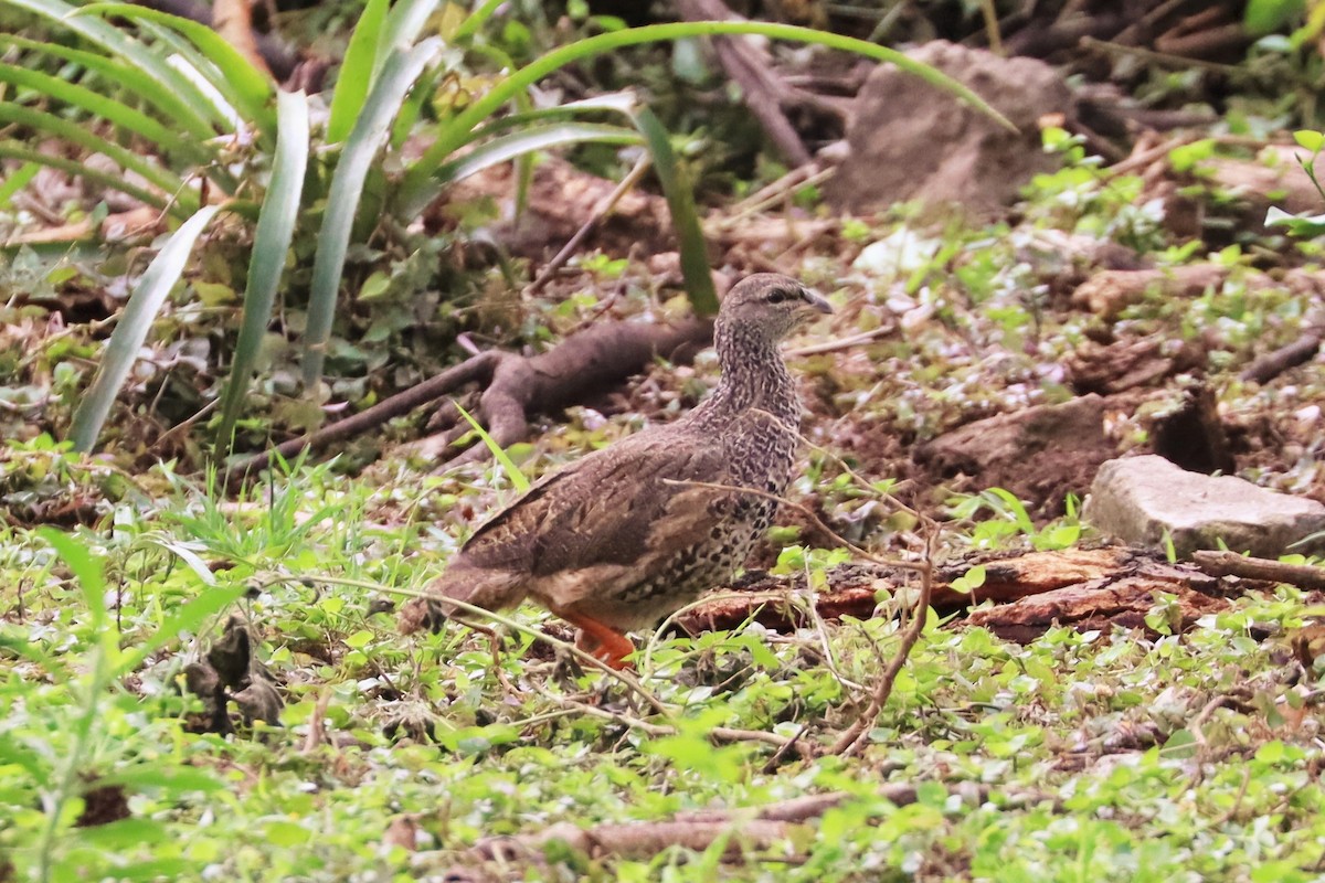 Hildebrandt's Spurfowl - ML622141645