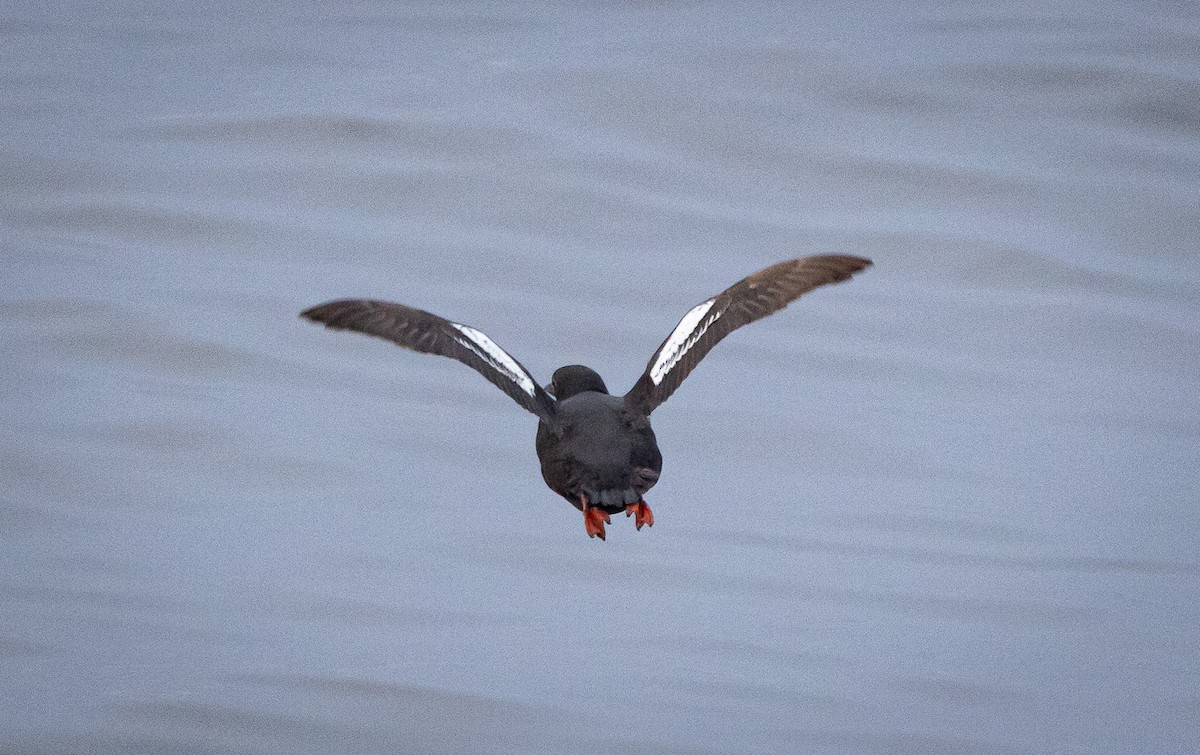 Pigeon Guillemot - ML622141646