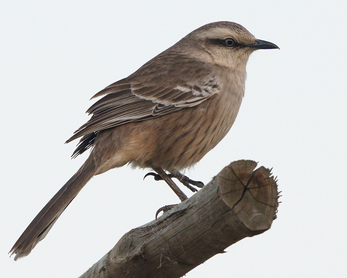 Chalk-browed Mockingbird - ML622141648