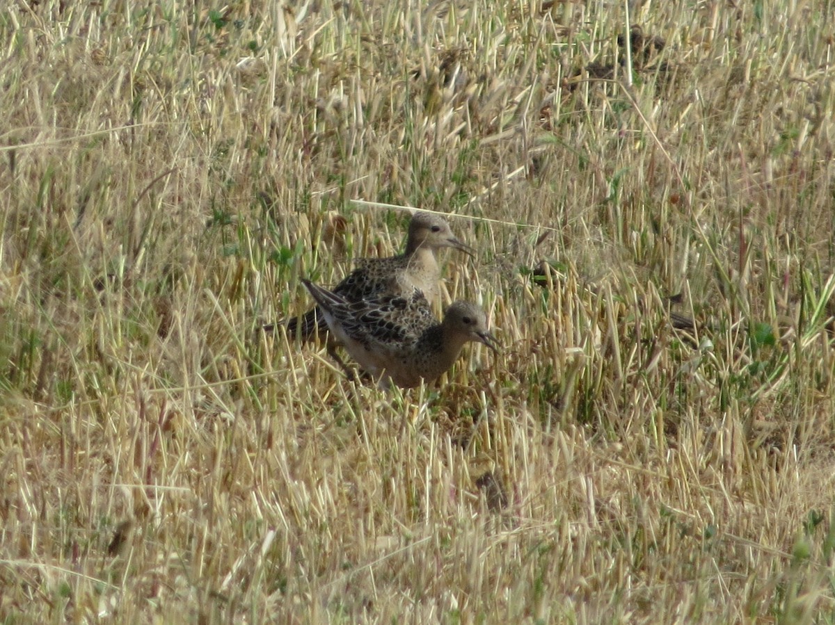 Buff-breasted Sandpiper - ML622141650