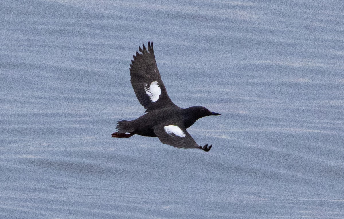 Pigeon Guillemot - ML622141651