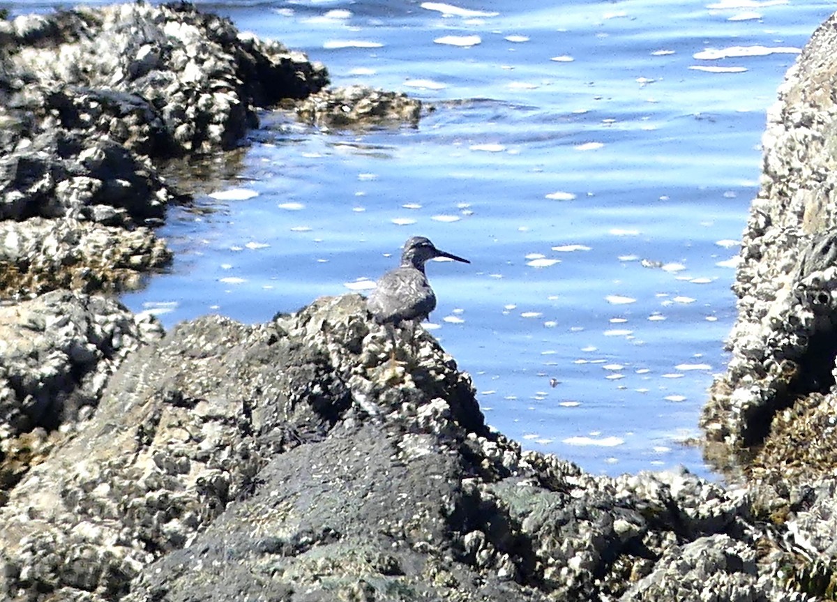 Wandering Tattler - ML622141652