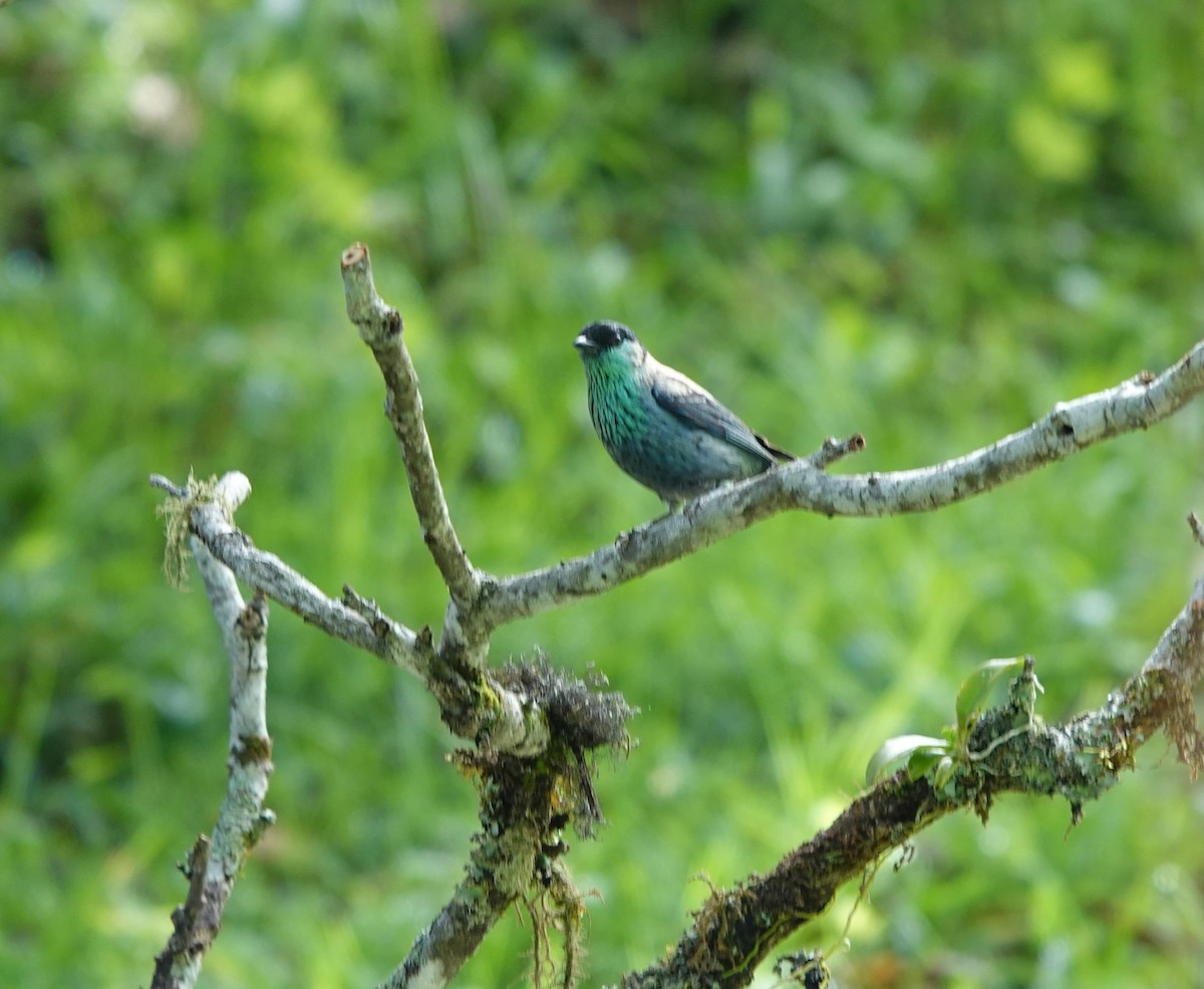 Black-capped Tanager - Iliana Stokes