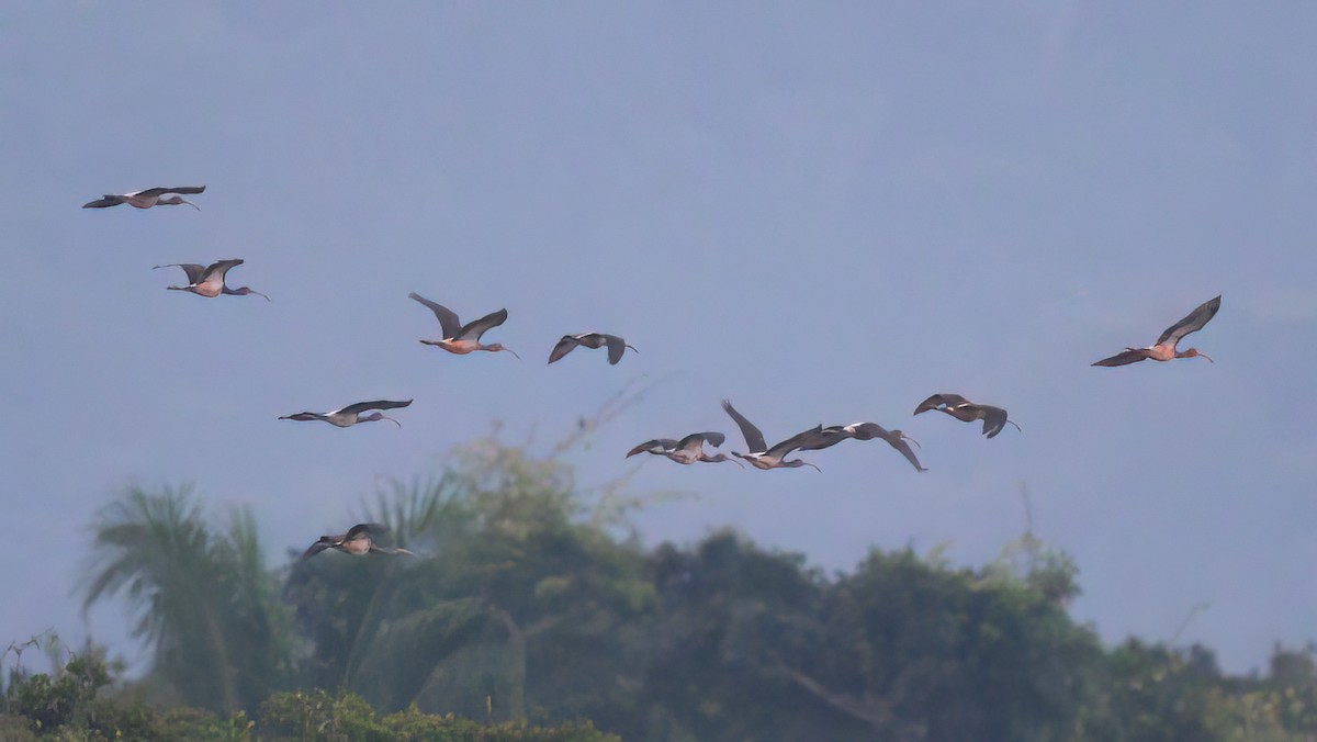 Scarlet Ibis - ML622141654