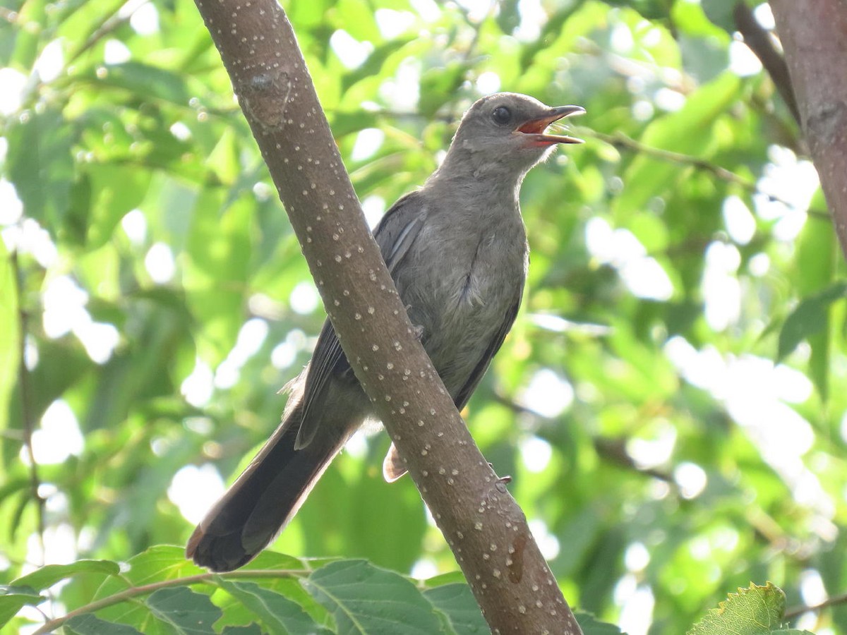 Gray Catbird - ML622141656