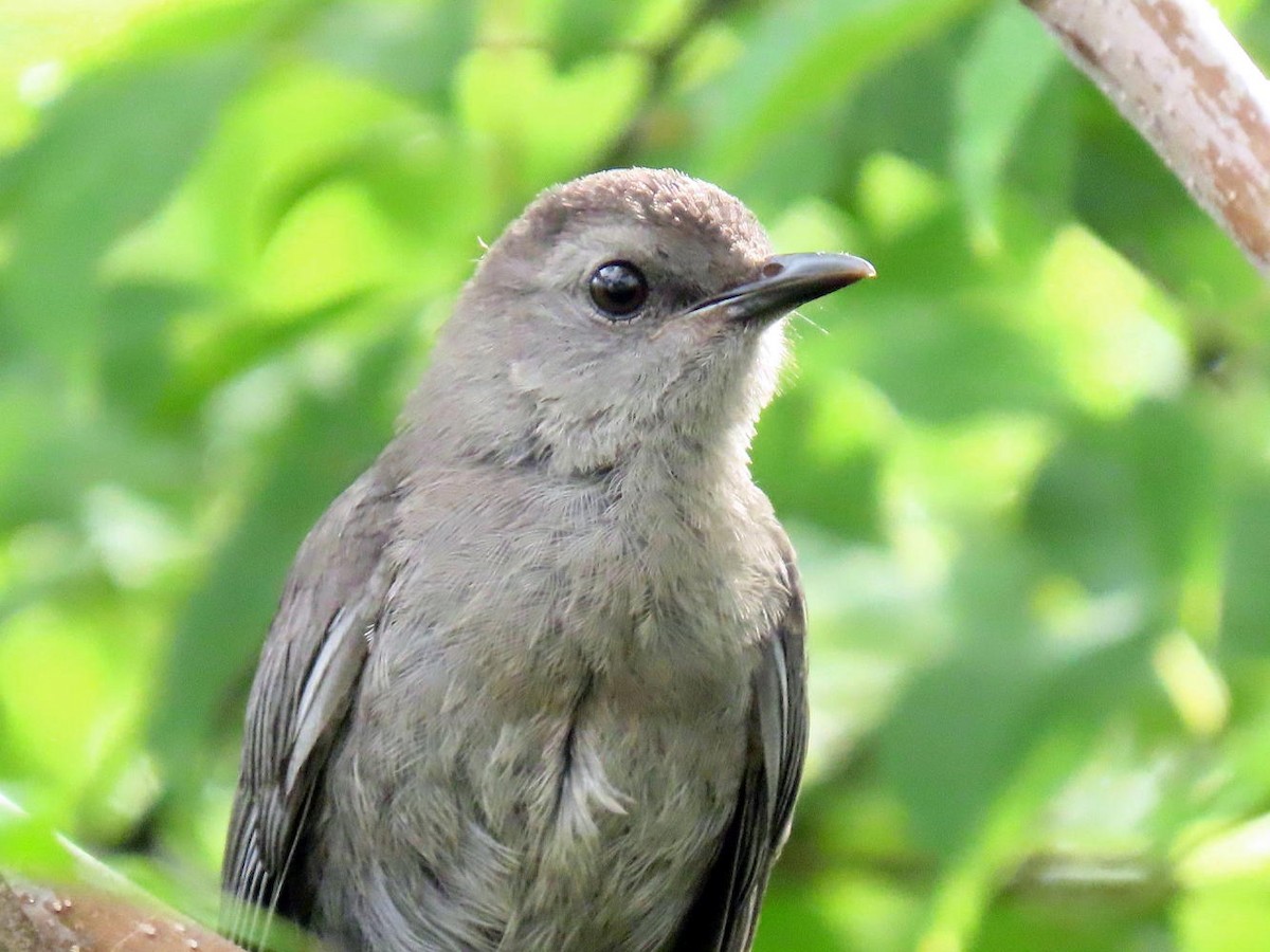 Gray Catbird - ML622141657