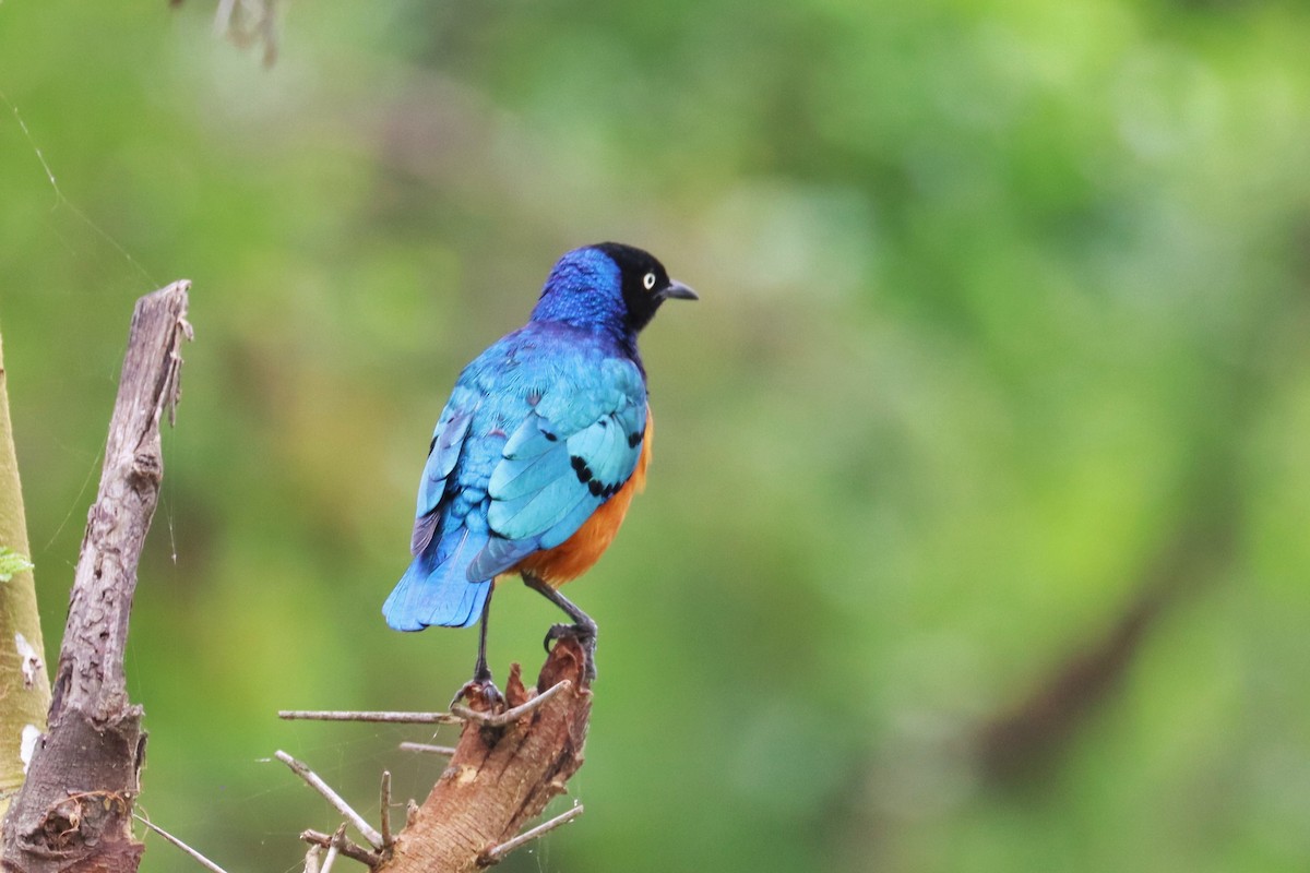 Superb Starling - ML622141659