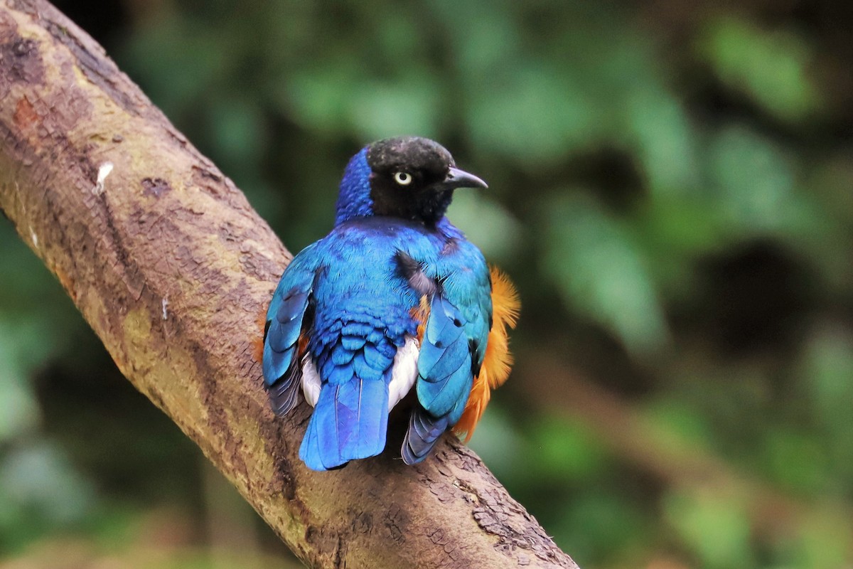 Superb Starling - ML622141660