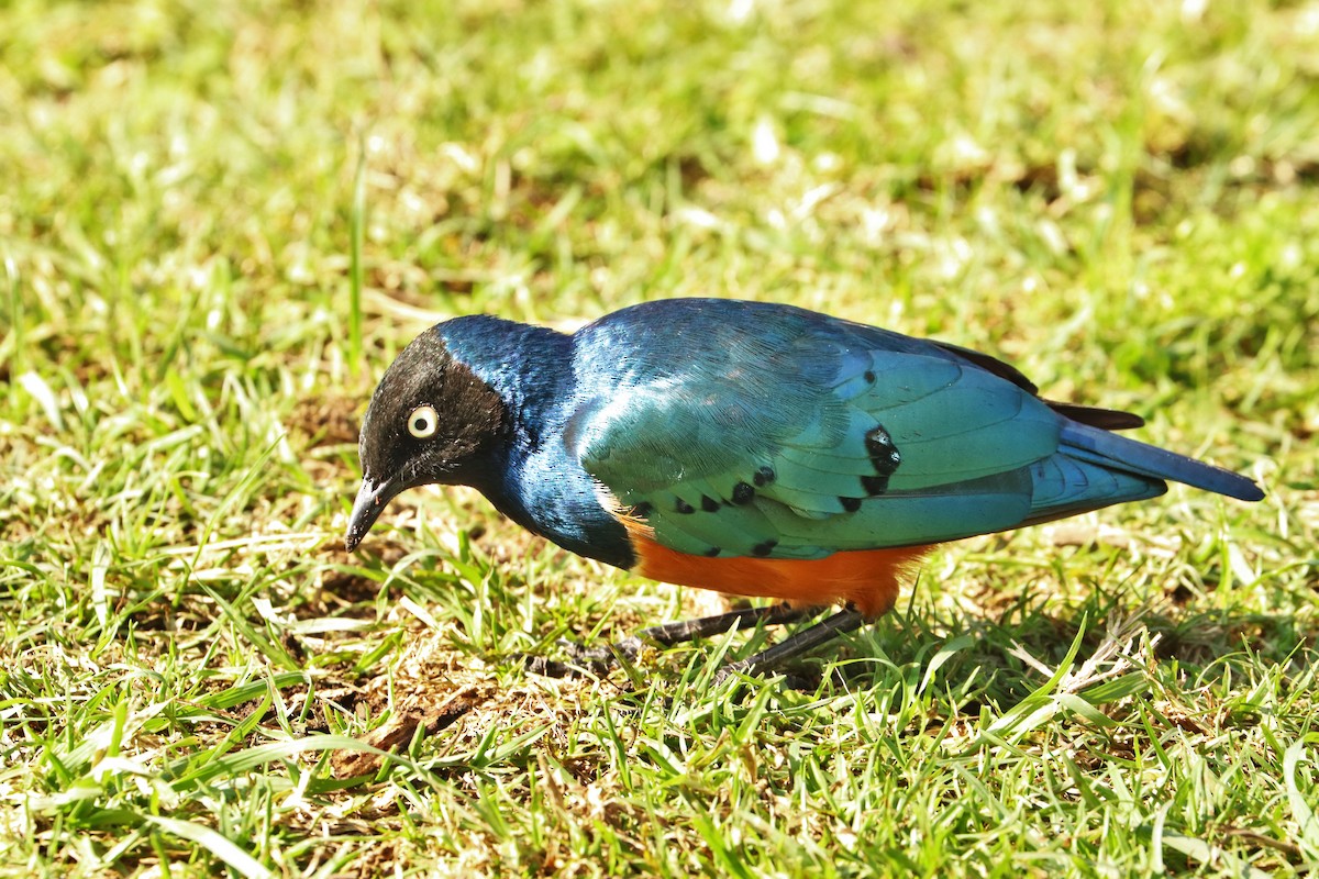 Superb Starling - ML622141661