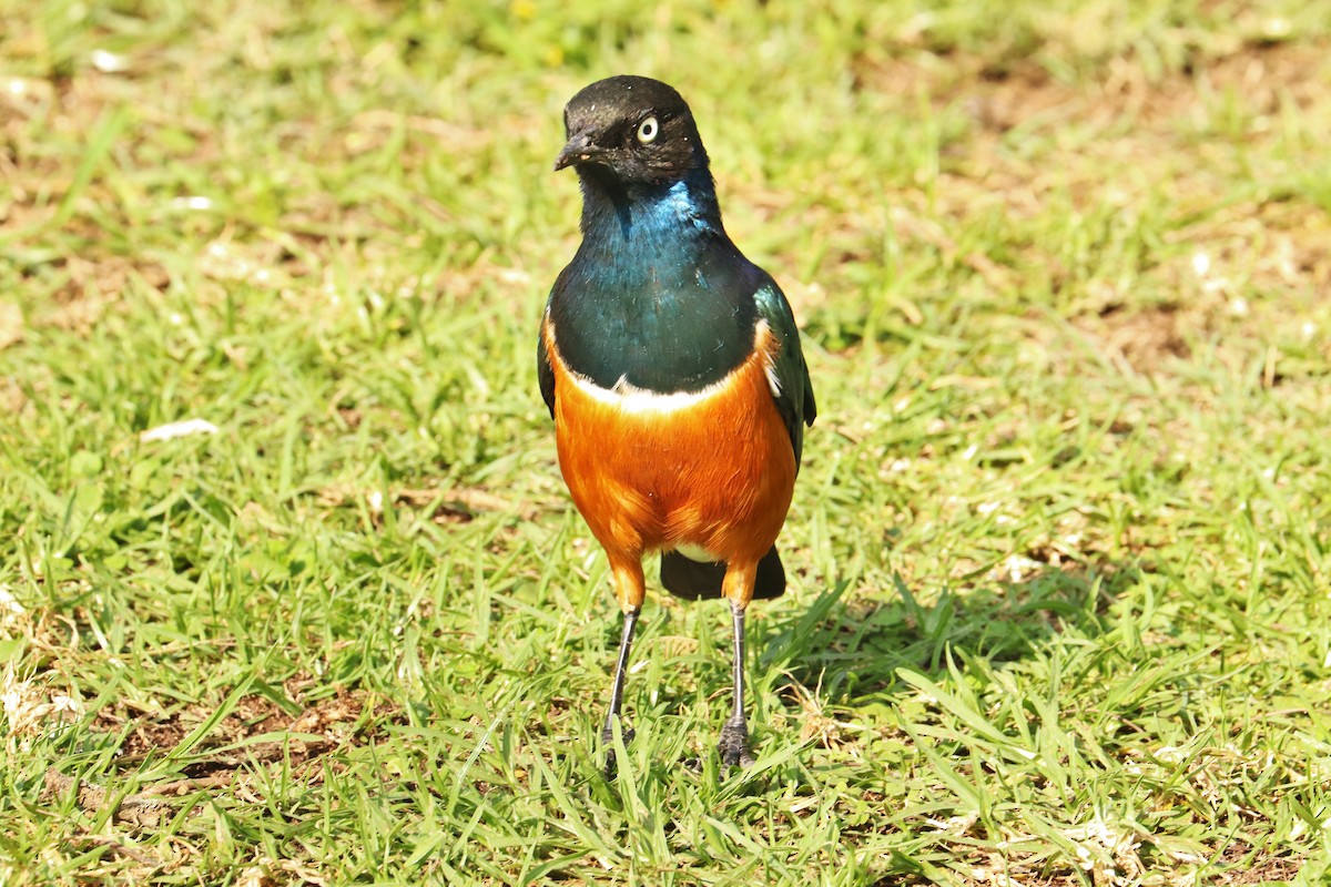 Superb Starling - ML622141662