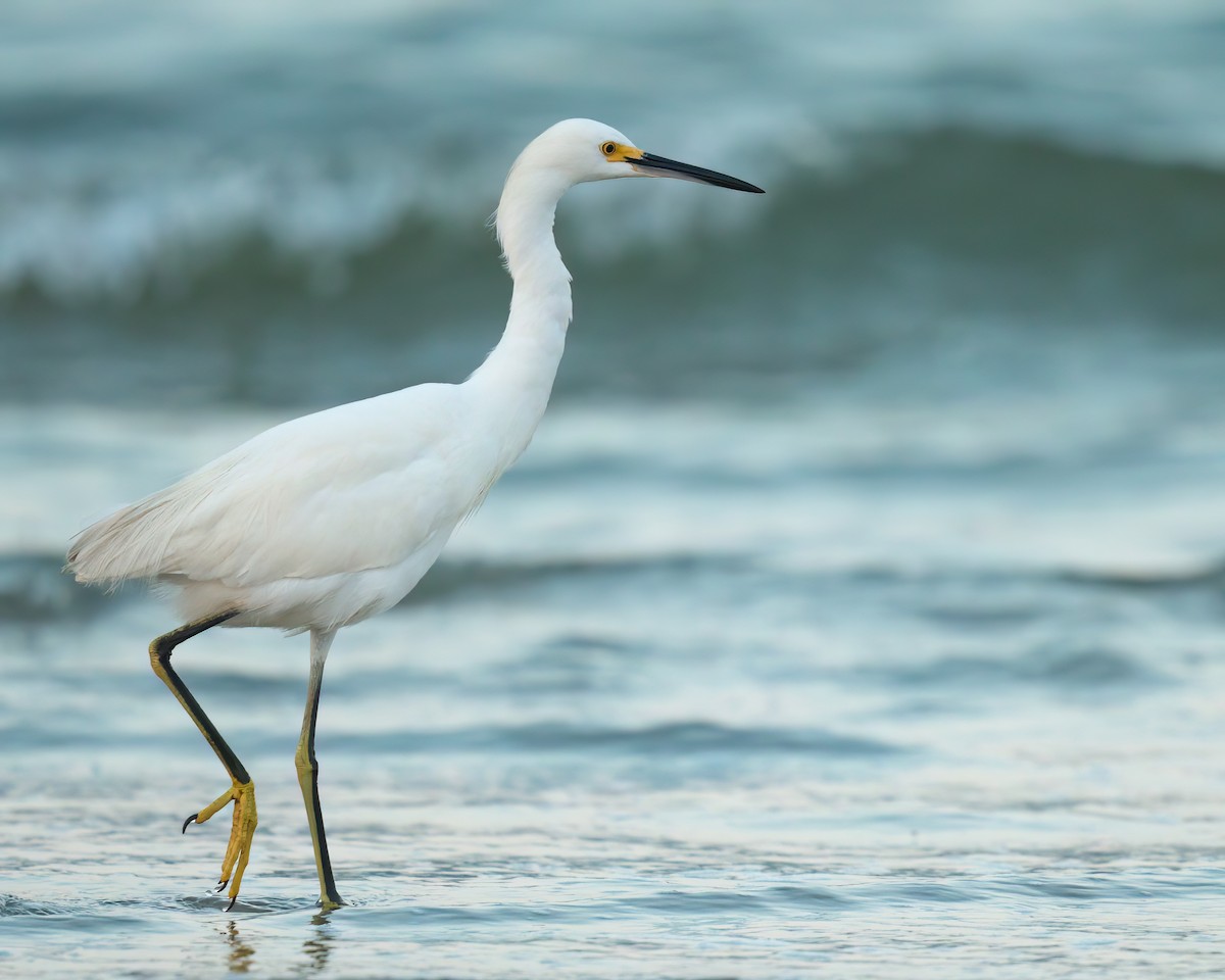 Snowy Egret - ML622141666