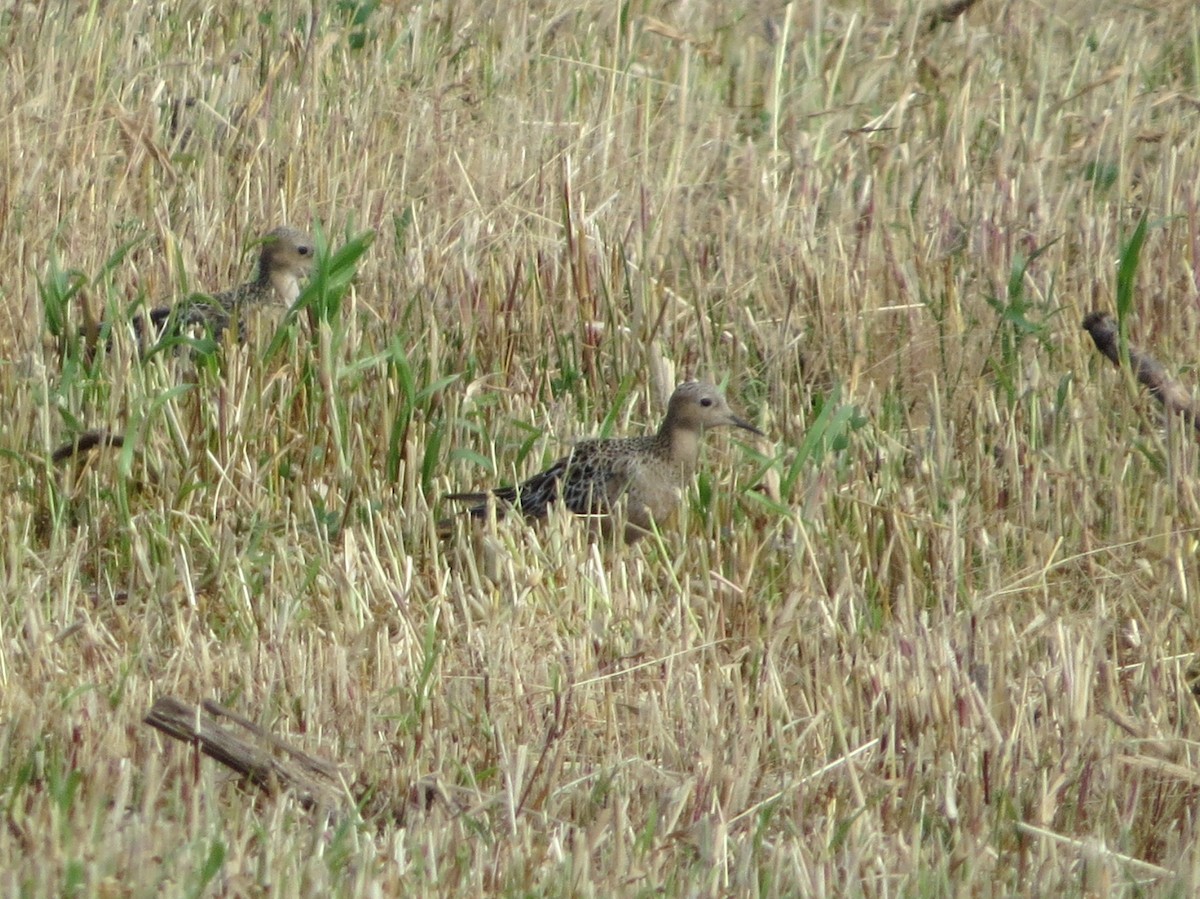 Buff-breasted Sandpiper - ML622141667