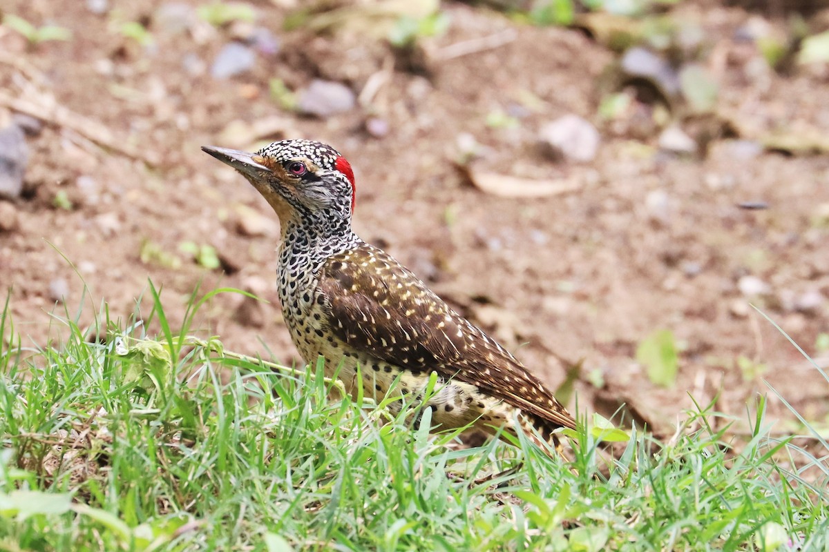 Nubian Woodpecker - ML622141669