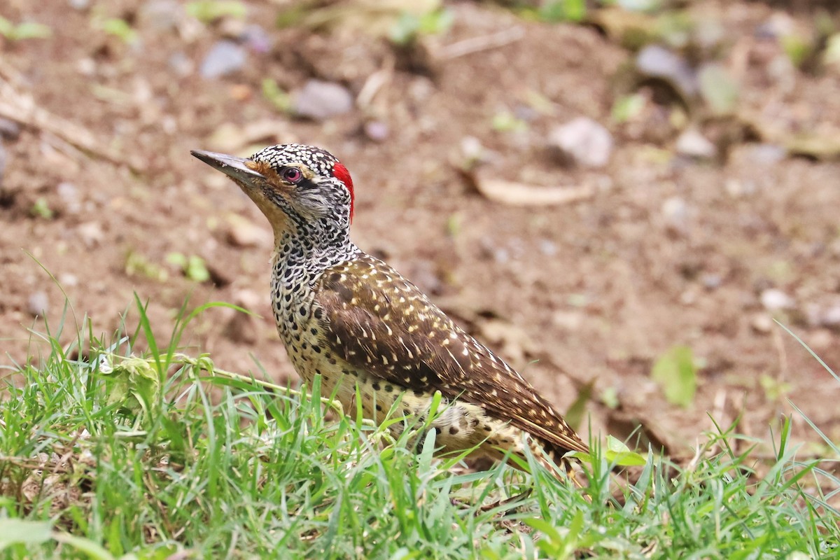 Nubian Woodpecker - ML622141670