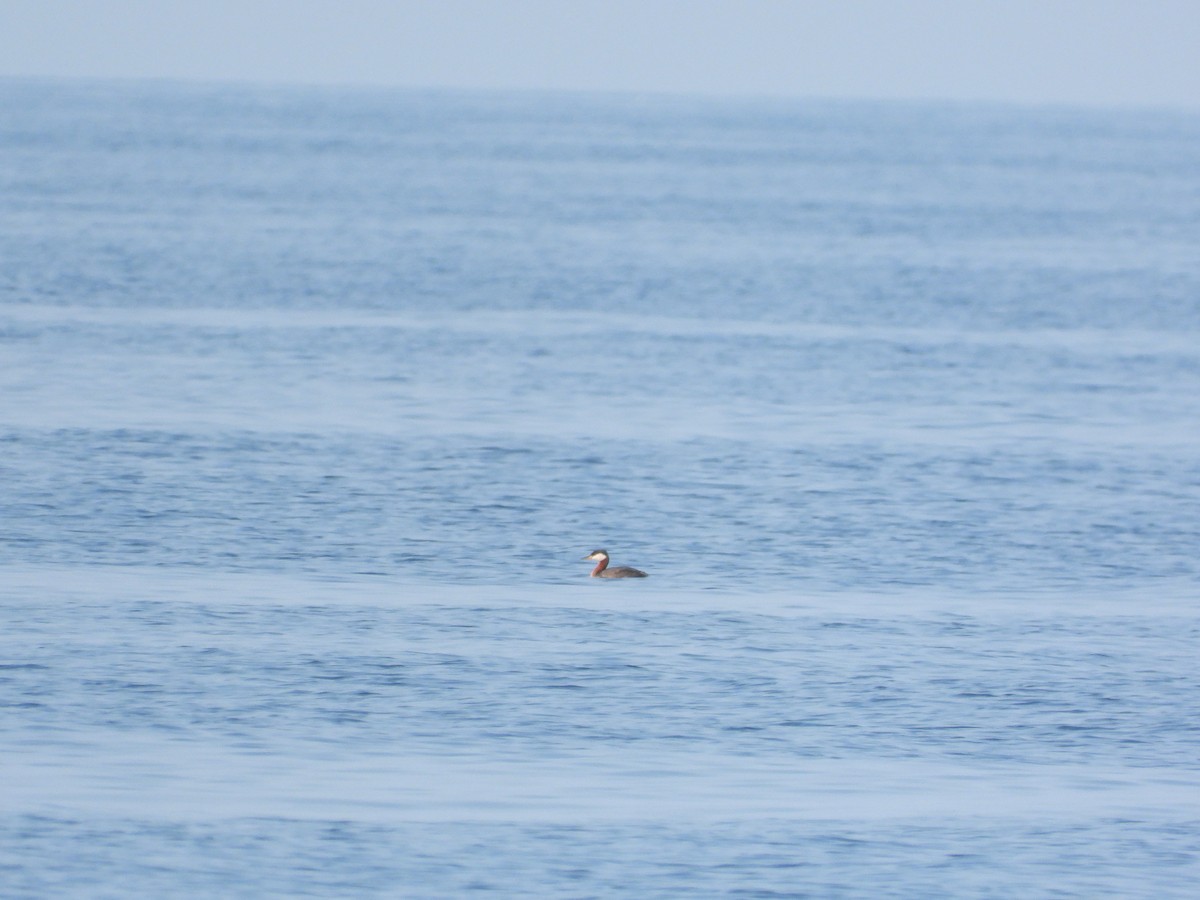 Red-necked Grebe - ML622141671