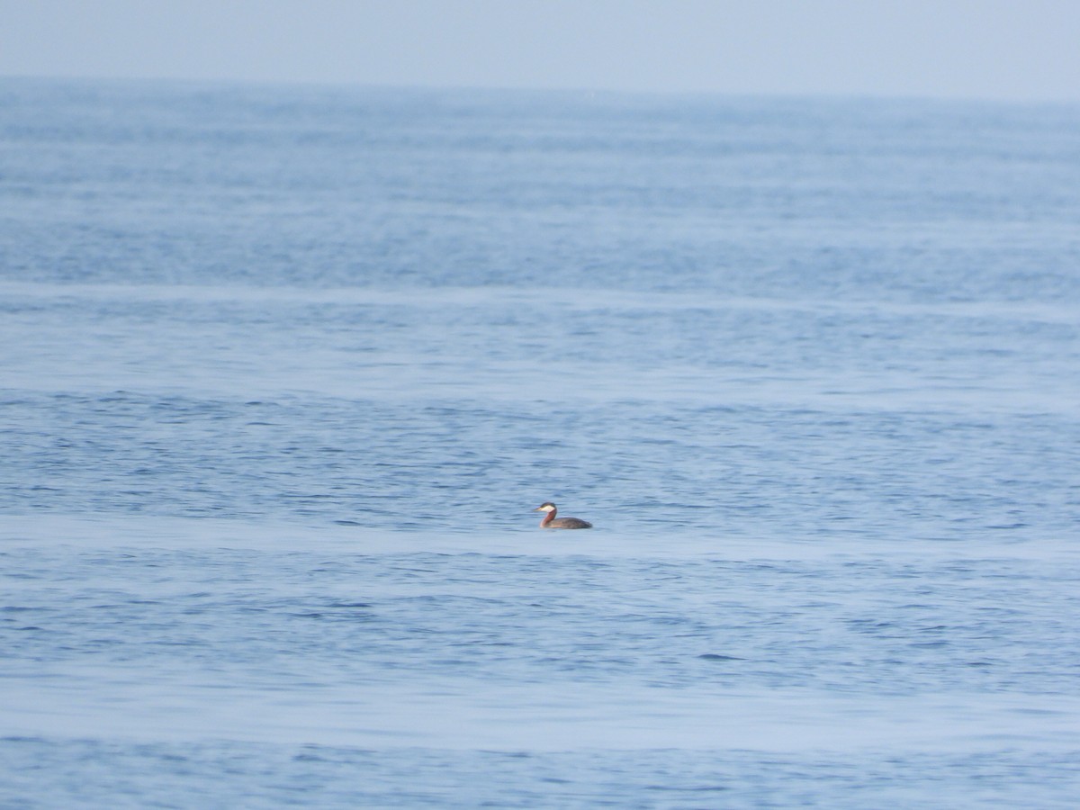 Red-necked Grebe - ML622141672