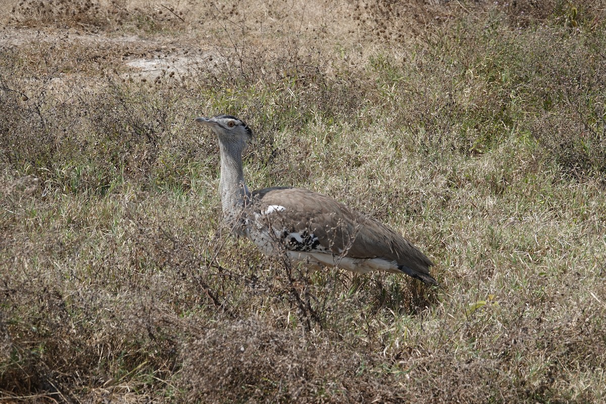 Kori Bustard - ML622141673