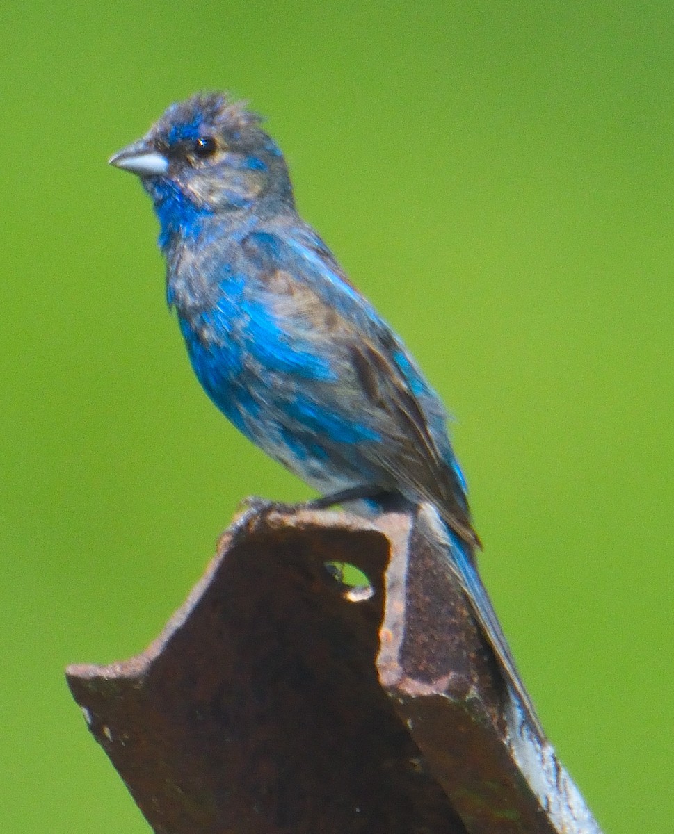 Indigo Bunting - ML622141676