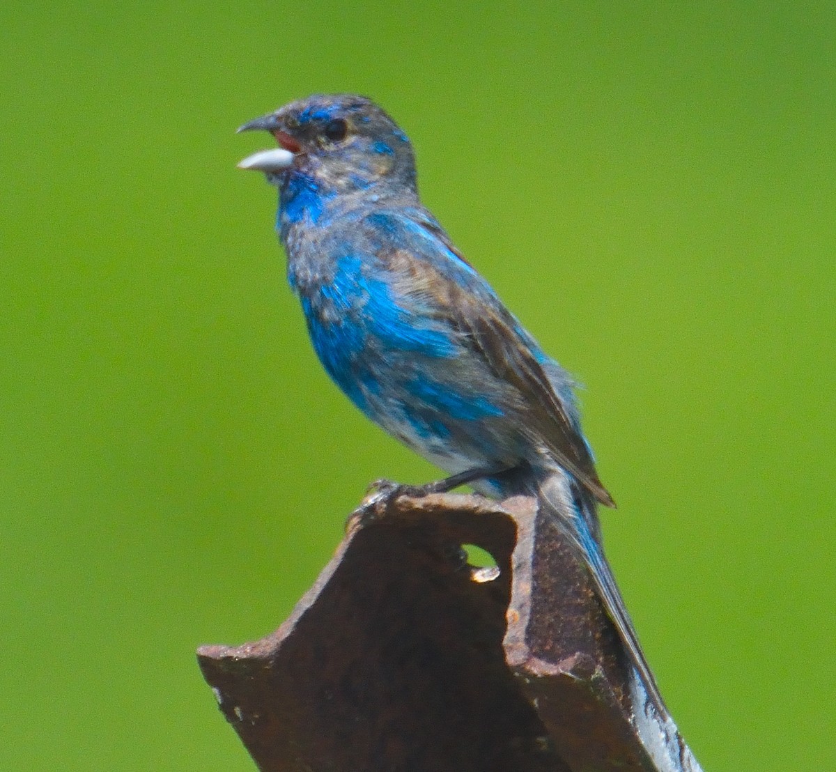 Indigo Bunting - ML622141677